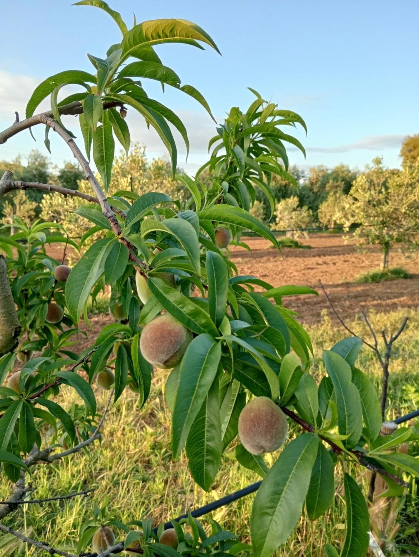 הוילה קסטנייטו קרדוצ'י I Cavalleggeri מראה חיצוני תמונה