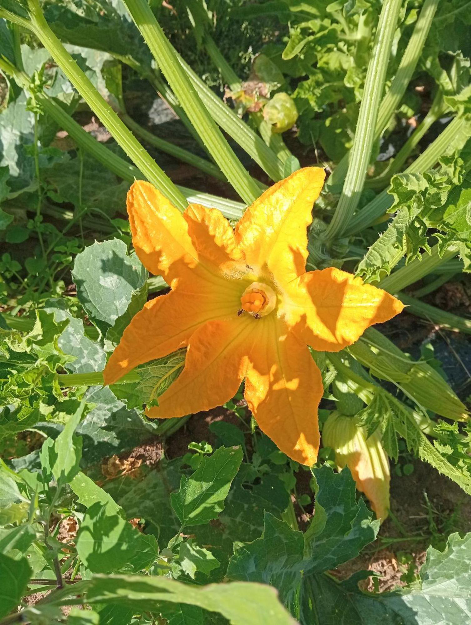 הוילה קסטנייטו קרדוצ'י I Cavalleggeri מראה חיצוני תמונה
